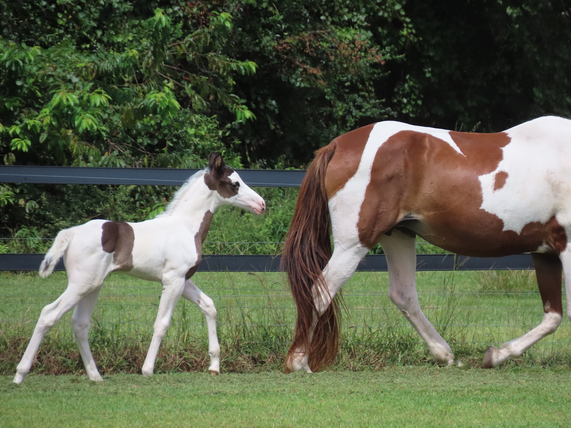 Painted Horse Images